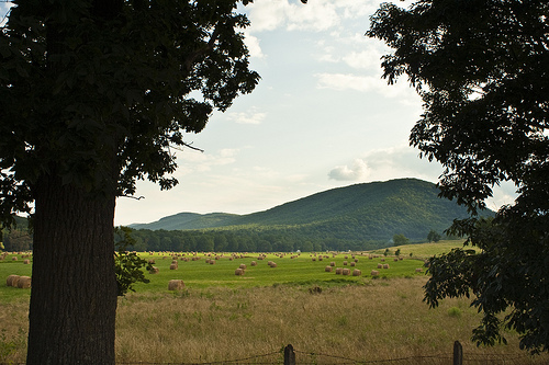 Buffalo Gap