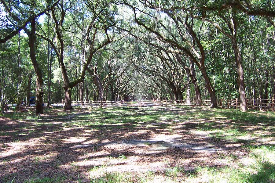 Laurel Grove Cemetery