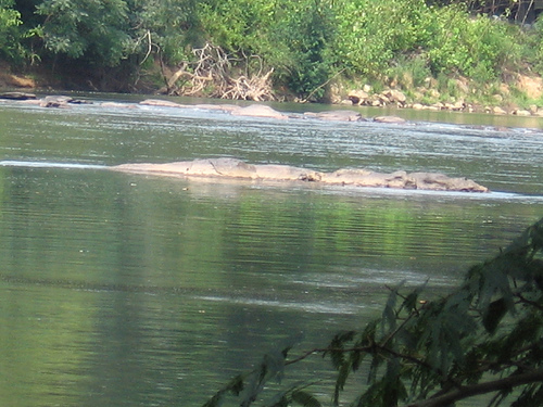 Ocmulgee River