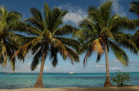 Palm Trees