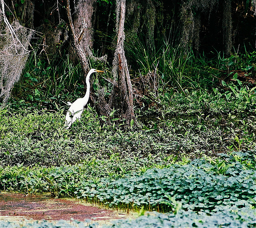 Phinizy Swamp