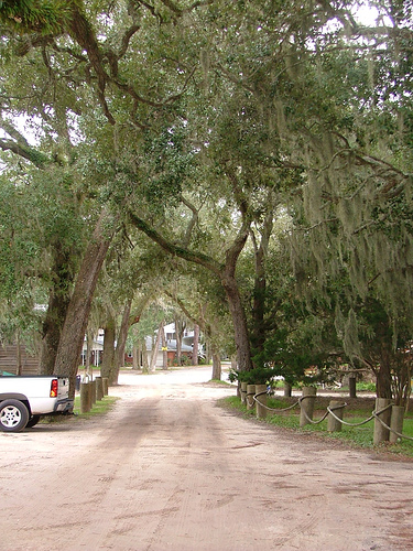 Shellman Bluff